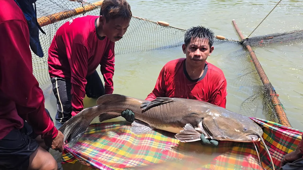 Asian Redtail Catfish