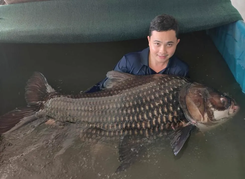 Siamese Giant Carp