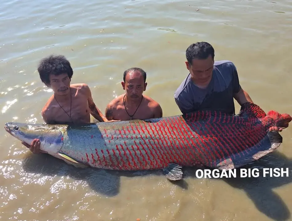 Arapaima
