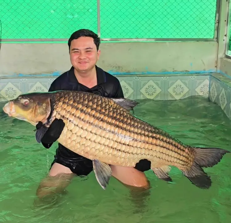 Jullien's Carp