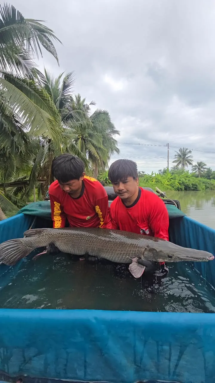 Alligator Gar